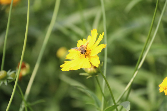 金鸡菊