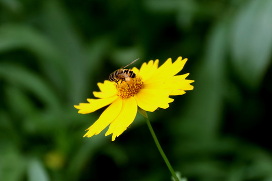 金鸡菊