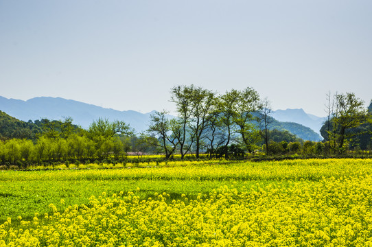 田园风光