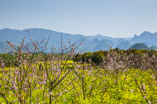 田野春色