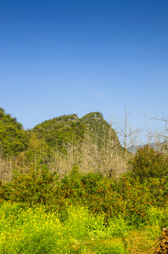 田野春色