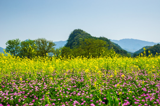 田园风光