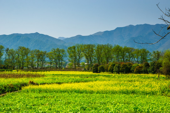 田园风光