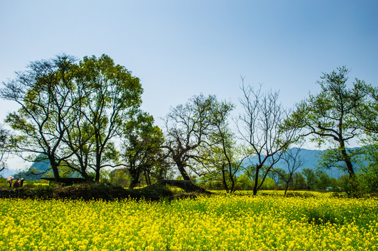 田园风光