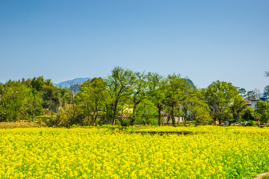 田园风光