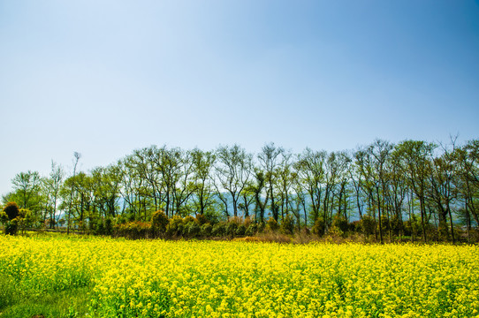 田园风光