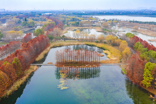 虎丘湿地秋色