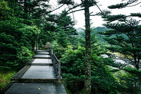 游人步道登山步道