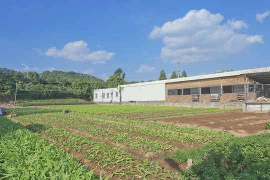 乡村菜地风光