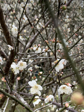 桃花枝桃花