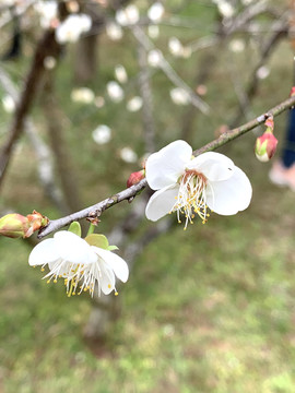 桃花白色含苞待放