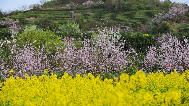 油菜花开