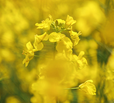 油菜花开