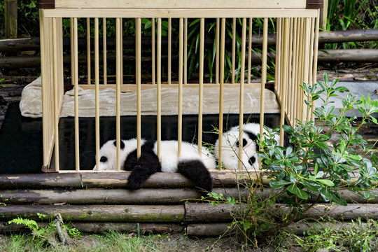 成都大熊猫基地熊猫宝宝