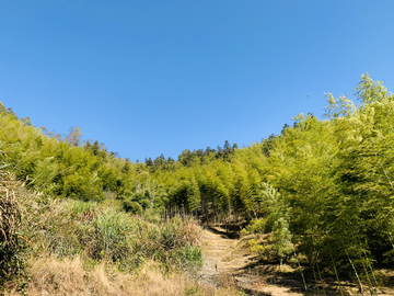 山坡竹林