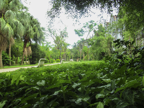 绿色植物背景