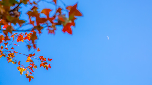 红枫叶