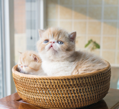 清新可爱的橘色加菲猫幼猫