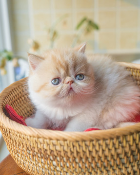 清新可爱的橘色加菲猫幼猫