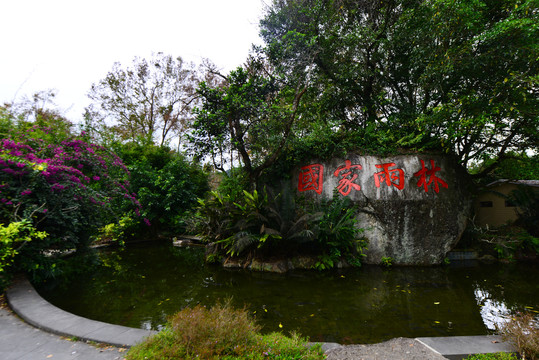 热带雨林