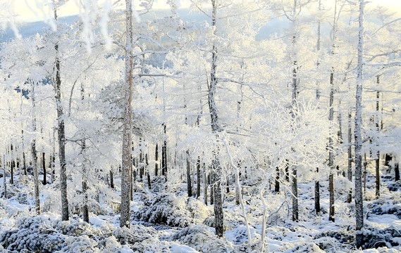 雪岭雾松雪挂