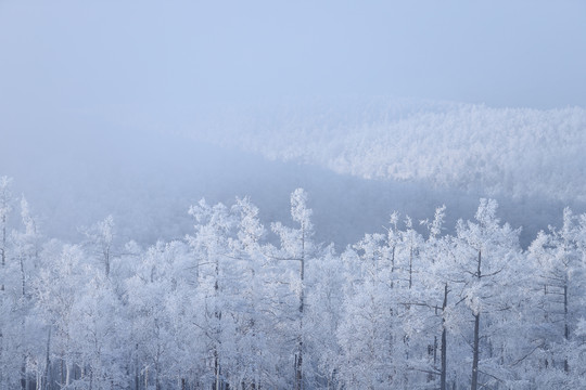 雪岭雾松雪挂