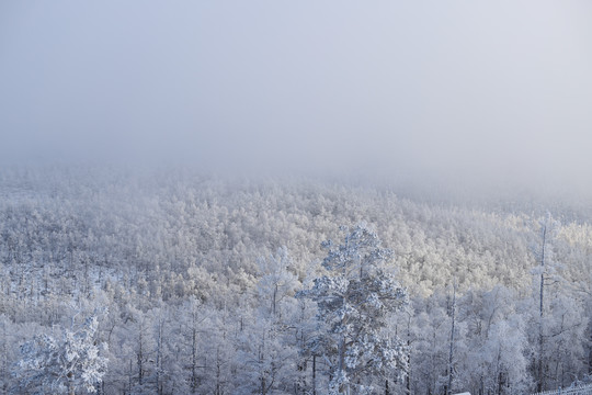 雪岭雾松雪挂