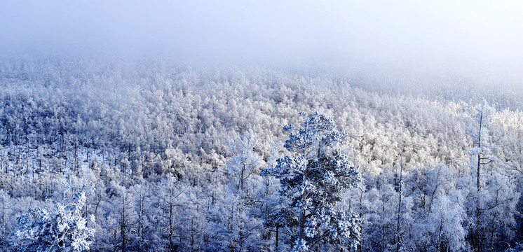 雪岭雾松雪挂