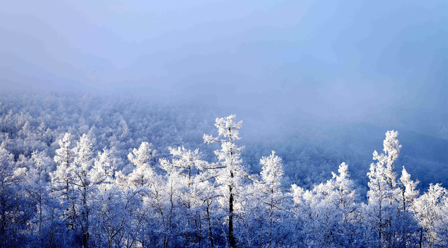 雪岭雾松雪挂