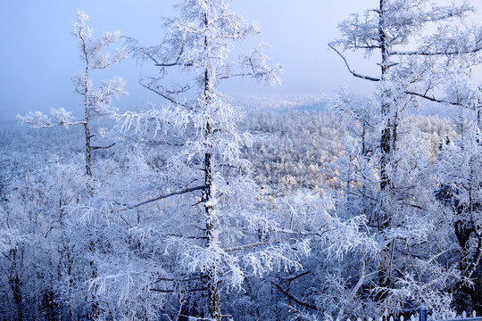 雪岭雾松雪挂