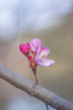 海棠花垂丝海棠