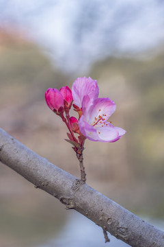 海棠花垂丝海棠