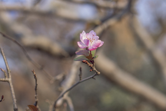 海棠花垂丝海棠