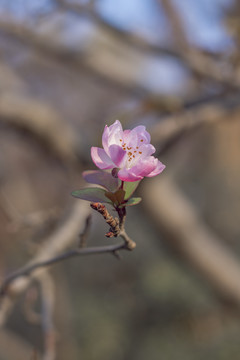 海棠花垂丝海棠