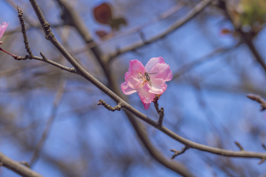 海棠花垂丝海棠