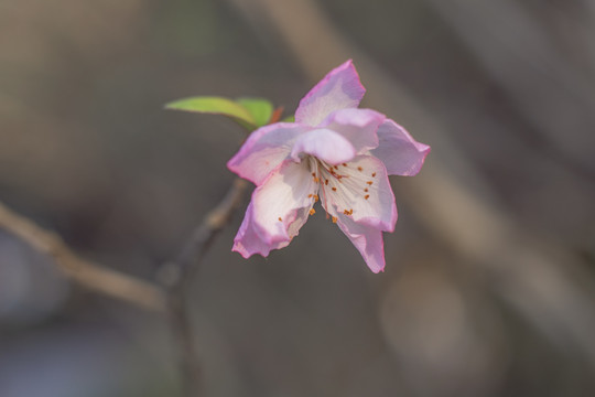 海棠花西府海棠