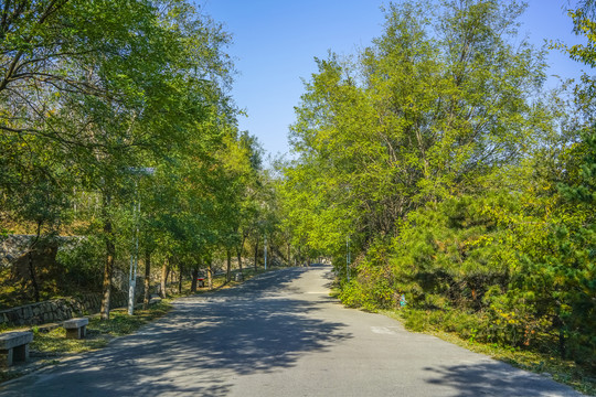 森林公路高清大图