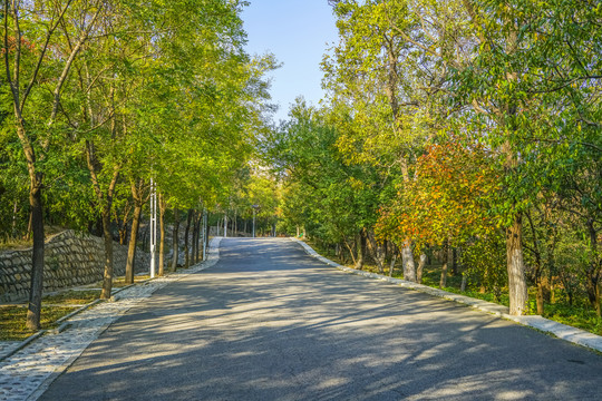 森林公路高清大图