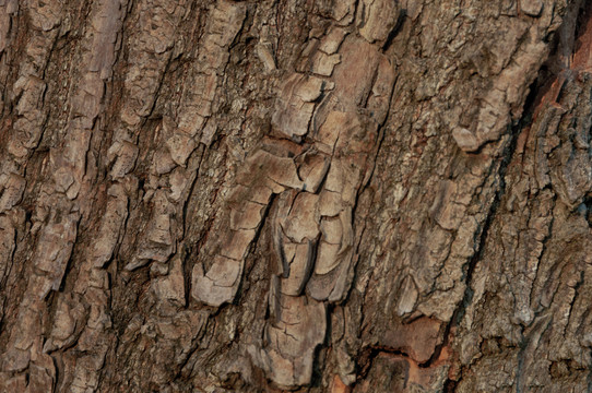 粗糙的柳树树皮