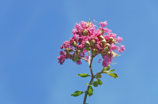 大花紫薇花枝