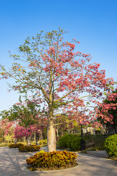 木棉花树