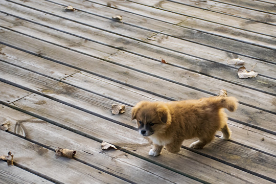 中华田园犬