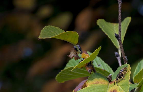 蜜蜂招蜂