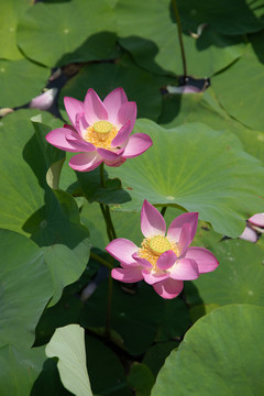 夏荷花荷叶莲花池塘