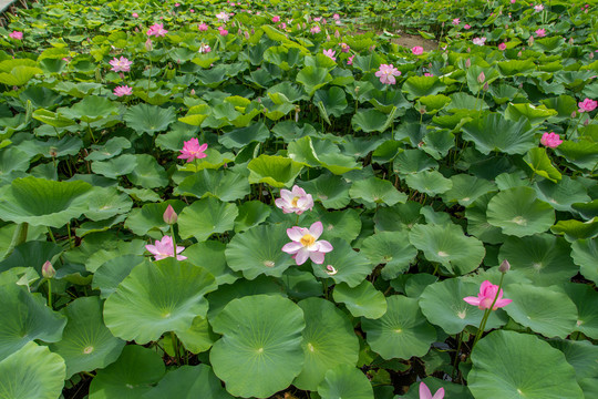 夏荷叶荷花莲花池塘