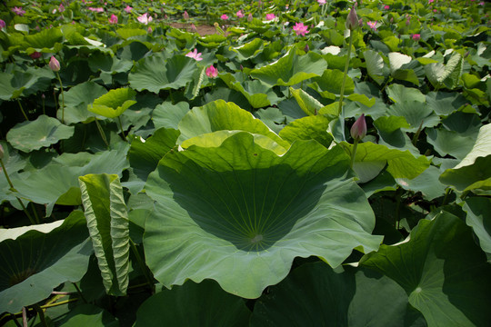 夏荷叶荷花莲花池塘