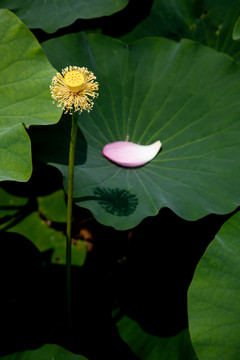 夏荷叶荷花莲花池塘