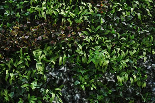 植物墙植被墙