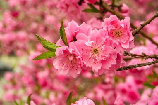 桃花碧桃花