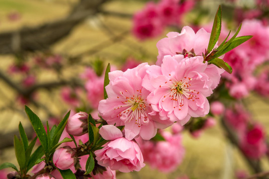 春天桃花盛开